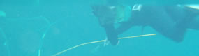 漁法の動画写真